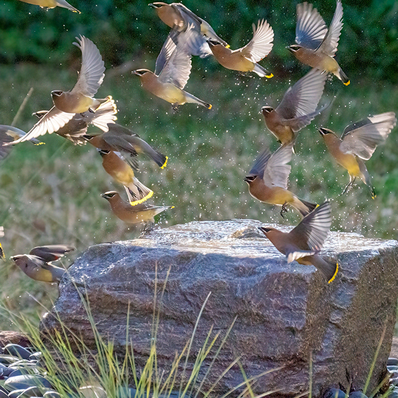 Medium Size Bird Bath Fountain Kit