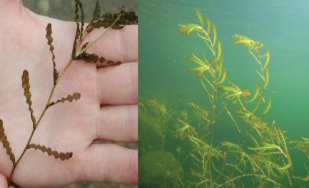 Spring Time Pondweed Management