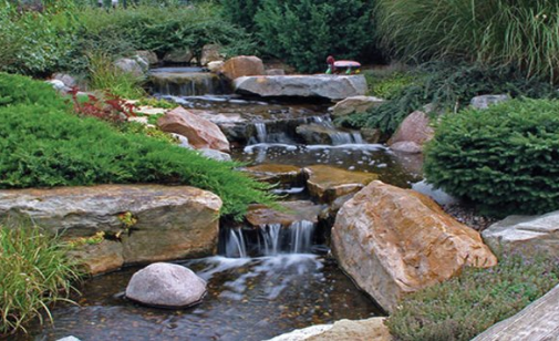 Pond & Water Garden Spring Clean-Up