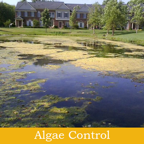 Algae Control For Large Ponds & Lakes