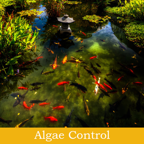 Algae Control Products