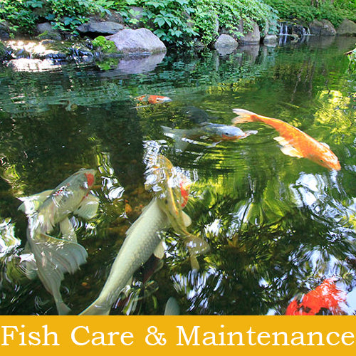 Fish Care & Pond Maintenance Tools